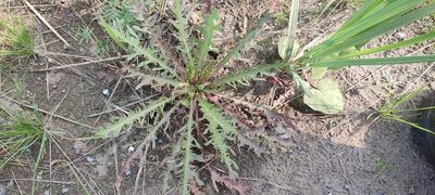 Taraxacum scariosum, photographed by Yurii Basov