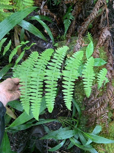 Pseudophegopteris keraudreniana, photographed by Jake Gross