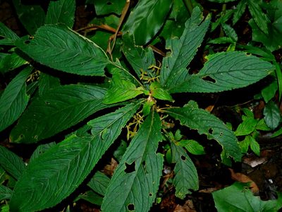 Rhynchotechum discolor, photographed by Jacy Chen