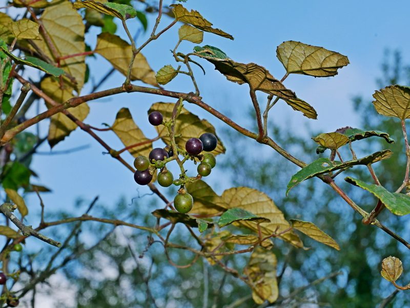 Vitis heyneana, photographed by Jacy Chen