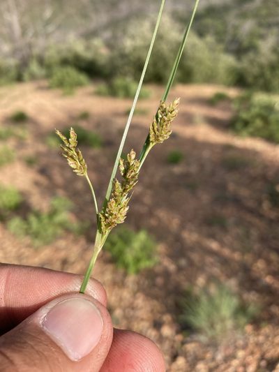 Cyperus sphaerolepis, photographed by Cecelia Alexander