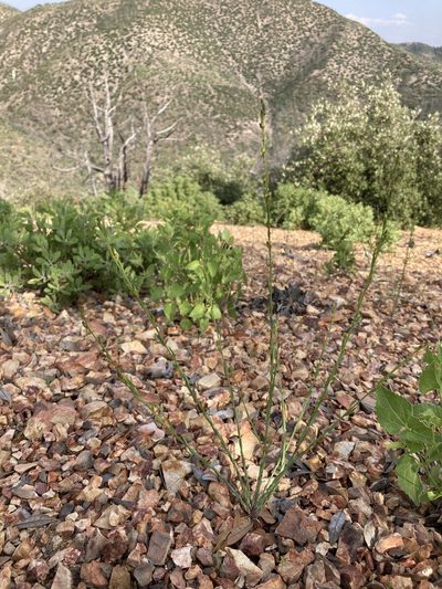 Linum neomexicanum, photographed by Cecelia Alexander