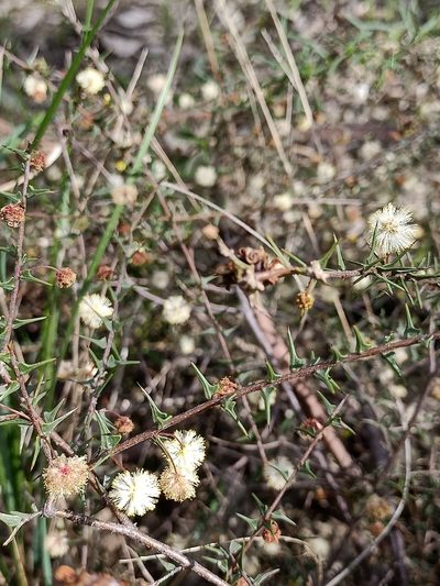 Acacia gunnii, photographed by Matthew Lincoln