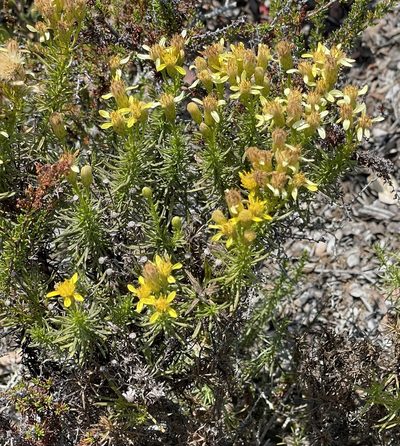 Ericameria fasciculata, photographed by Henrik Kibak