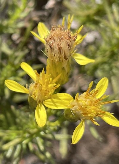 Ericameria fasciculata, photographed by Henrik Kibak