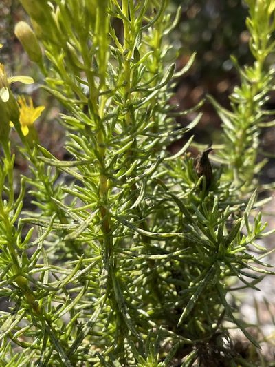 Ericameria fasciculata, photographed by Henrik Kibak