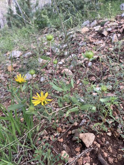 Grindelia arizonica, photographed by Cecelia Alexander