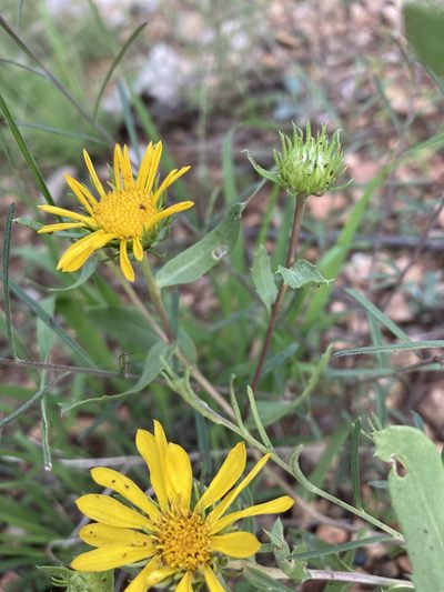 Grindelia arizonica, photographed by Cecelia Alexander