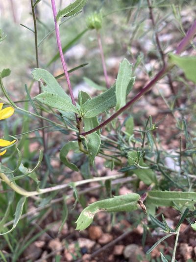 Grindelia arizonica, photographed by Cecelia Alexander
