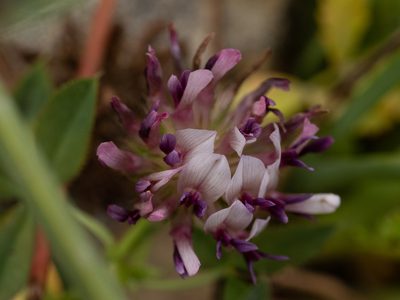 Trifolium wormskioldii, photographed by Karen and Mike