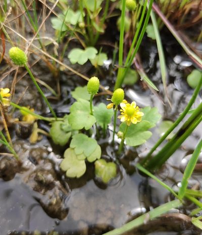 Halerpestes sarmentosa, photographed by Юлия