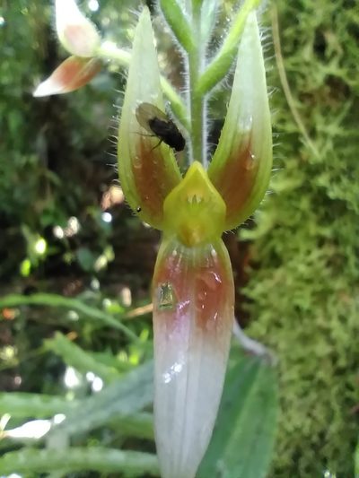 Ponthieva boliviensis, photographed by Alfredo F. Fuentes Claros