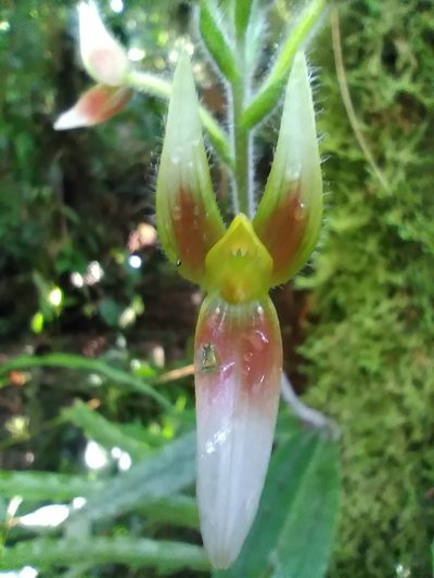 Ponthieva boliviensis, photographed by Alfredo F. Fuentes Claros