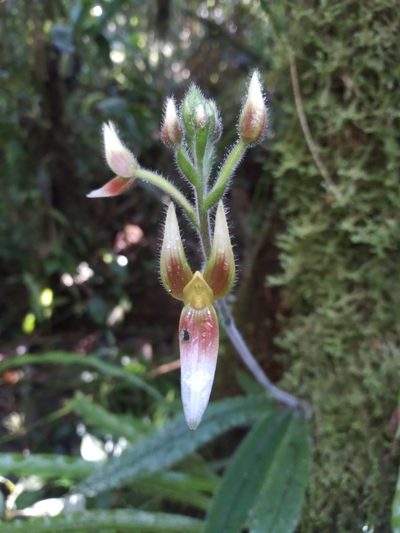 Ponthieva boliviensis, photographed by Alfredo F. Fuentes Claros