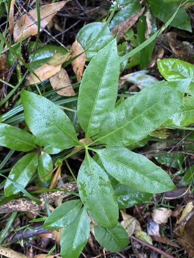Mackinlaya macrosciadea, photographed by Edward Bell