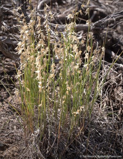 Melica stricta, photographed by Tim Messick