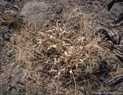 Phoenicaulis cheiranthoides, photographed by Tim Messick