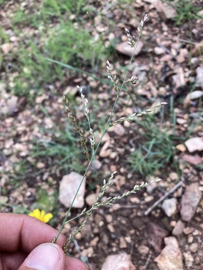 Zuloagaea bulbosa, photographed by Cecelia Alexander
