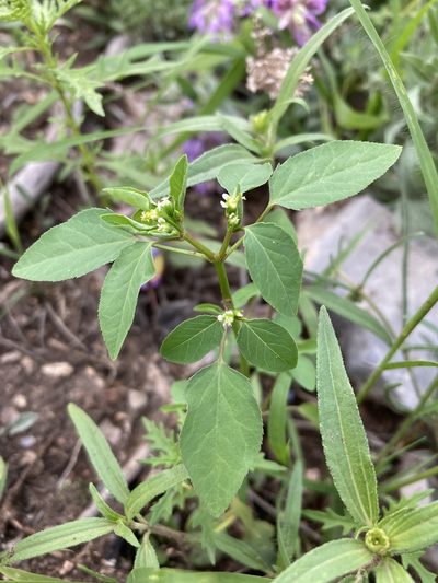 Euphorbia bifurcata, photographed by Cecelia Alexander