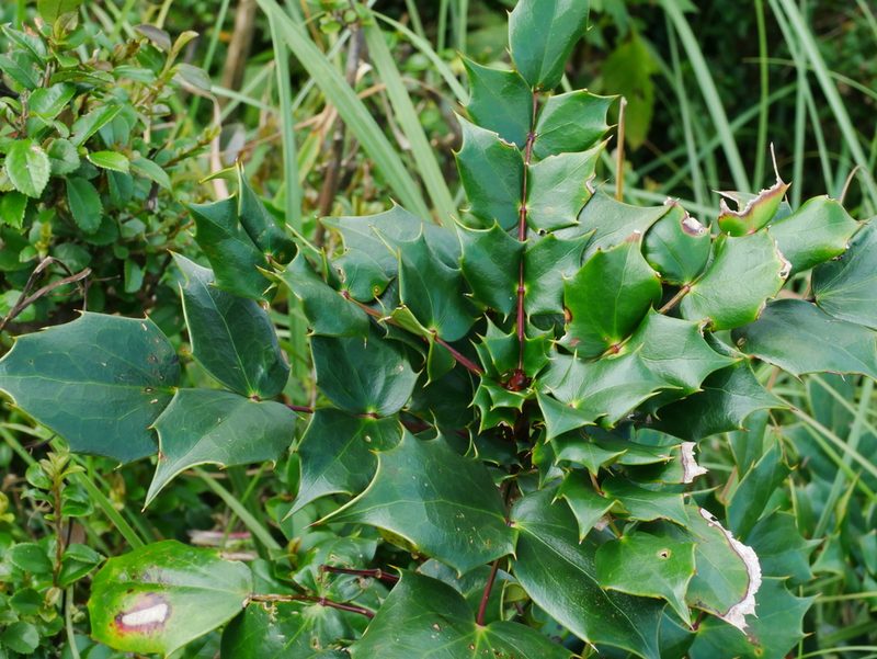 Berberis japonica, photographed by Jacy Chen