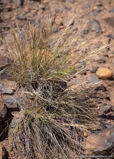 Eriocoma webberi, photographed by Tim Messick