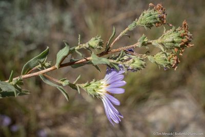Symphyotrichum campestre, photographed by Tim Messick