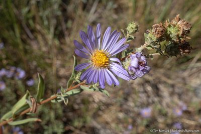 Symphyotrichum campestre, photographed by Tim Messick