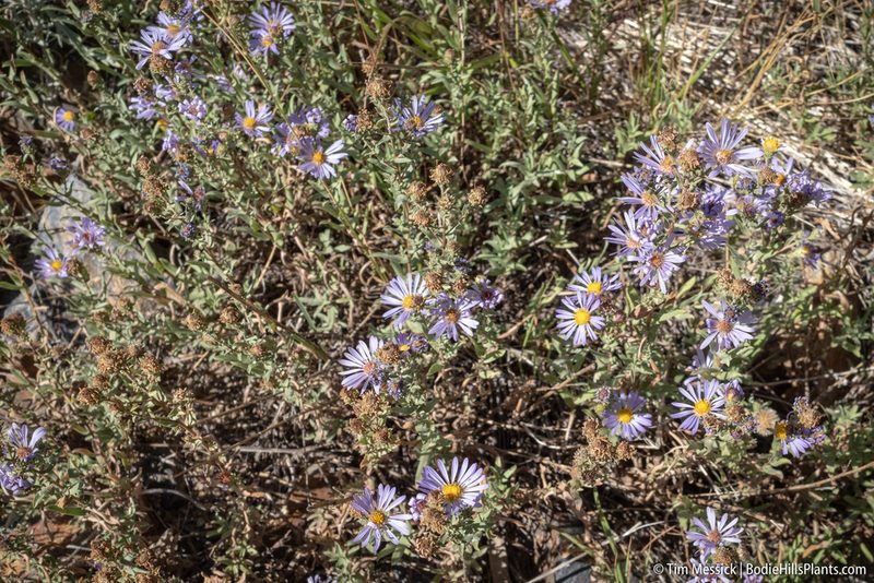 Symphyotrichum campestre, photographed by Tim Messick