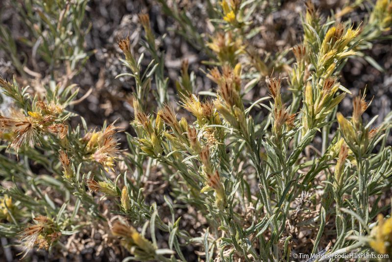 Ericameria parryi, photographed by Tim Messick