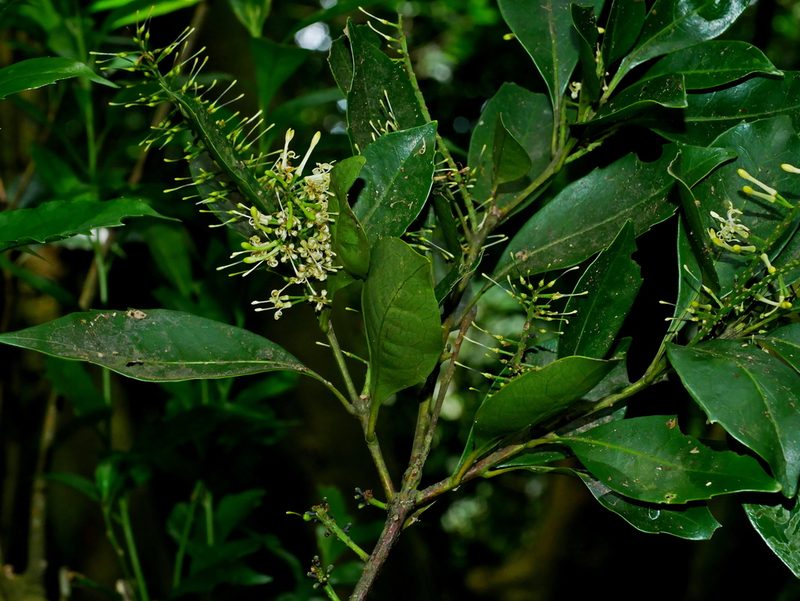 Helicia cochinchinensis, photographed by Jacy Chen