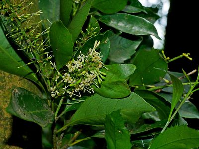 Helicia cochinchinensis, photographed by Jacy Chen