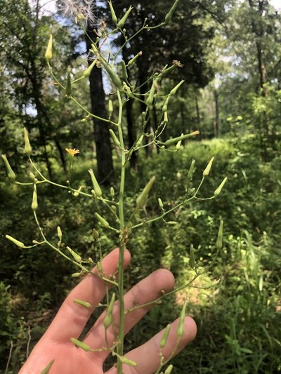 Lactuca hirsuta, photographed by John Kees