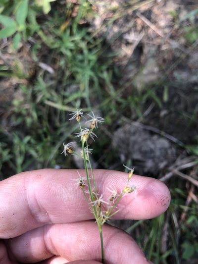 Fimbristylis puberula, photographed by John Kees