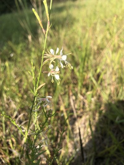 Oenothera filipes, photographed by John Kees