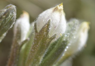 Chloropyron maritimum, photographed by Cricket Raspet