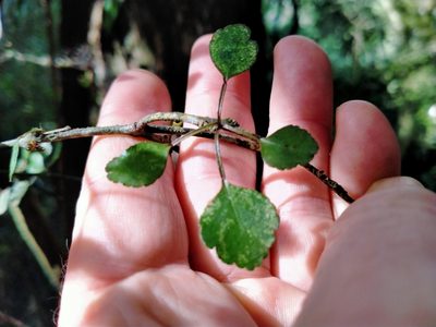 Melicope simplex, photographed by John Barkla