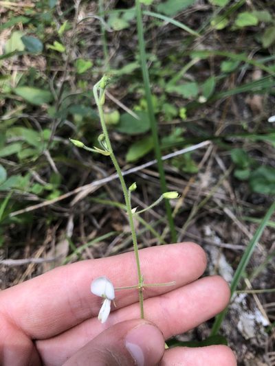Desmodium ochroleucum, photographed by John Kees