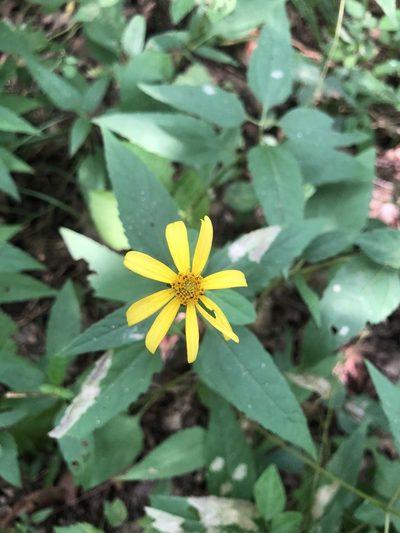 Heliopsis gracilis, photographed by John Kees