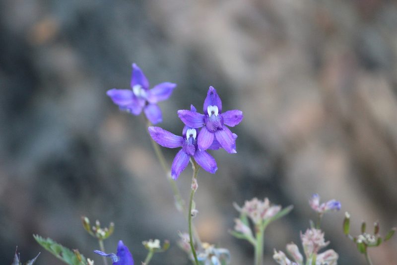 Delphinium glareosum, photographed by Ashwin Srinivasan