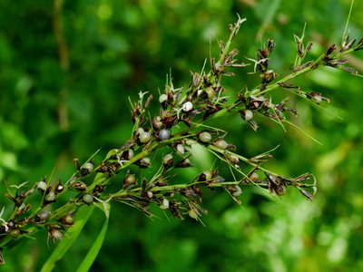 Scleria terrestris, photographed by Jacy Chen