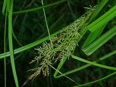 Carex cruciata, photographed by Jacy Chen