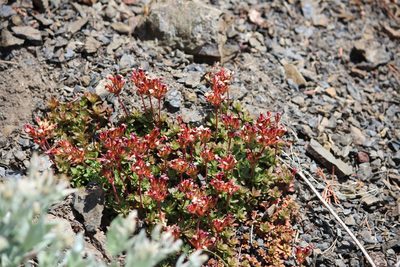 Androsace laevigata