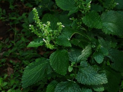 Teucrium viscidum, photographed by Jacy Chen