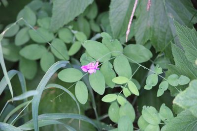 Lathyrus nevadensis, photographed by Ashwin Srinivasan