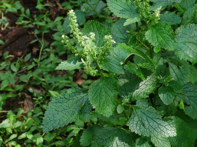 Teucrium viscidum, photographed by Jacy Chen