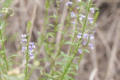 Anarrhinum bellidifolium, photographed by Nico
