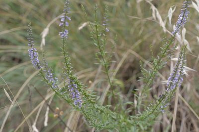 Anarrhinum bellidifolium, photographed by Nico