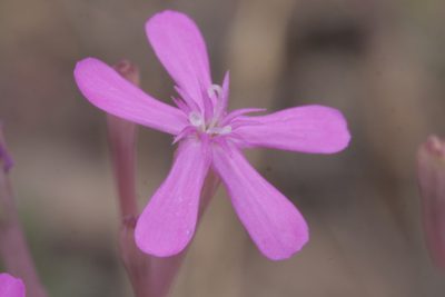Atocion armeria, photographed by Nico