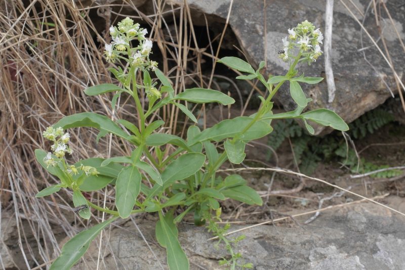 Reseda jacquinii, photographed by Nico