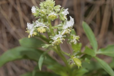 Reseda jacquinii, photographed by Nico